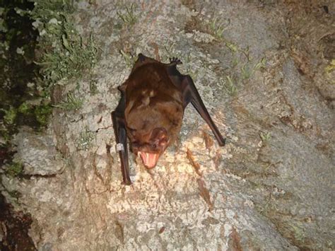 Bats Found To Feed On Migrating Birds At Night Live Science