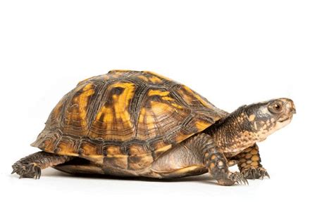 Eastern Box Turtle Facts Critterfacts