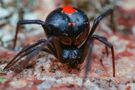 See Rare Footage Of A Black Widow Spider Capturing A Snake In Its