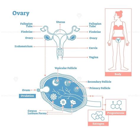 Endocrine System Progesterone Cervix Gynecology Medical Science