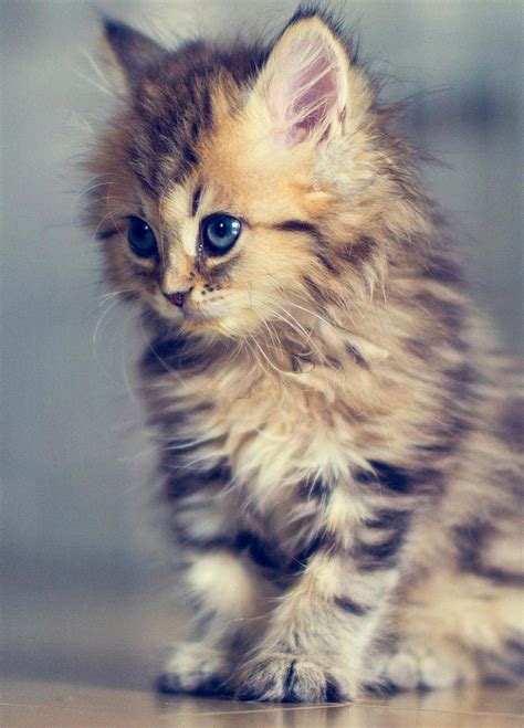 Cutest Cat Kitten Pictures Cute Cute Tabby Kitten Wallpaper Free