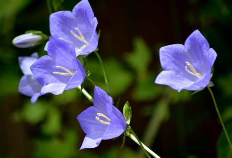 Download in under 30 seconds. Large blue, bell shaped flowers, shot in Deep Cove, BC ...