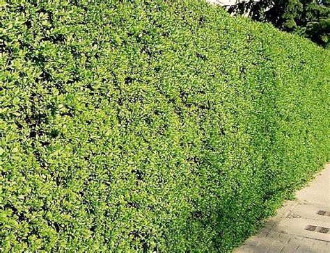 Common Privet Hedge For Sale Ligustrum Vulgare Canada Hedges