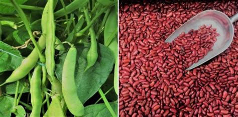 One cup of kidney beans provides 45 percent of the recommended daily intake for fiber! Kidney Beans Farming in Polyhouse (Rajma) for Profit ...