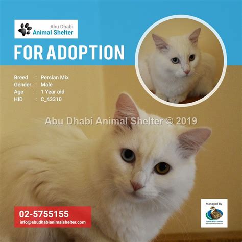 Abu Dhabi Animal Shelter Animal Shelter Animals Abu Dhabi