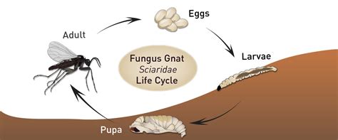 Fungus Gnat Life Cycle Biobee