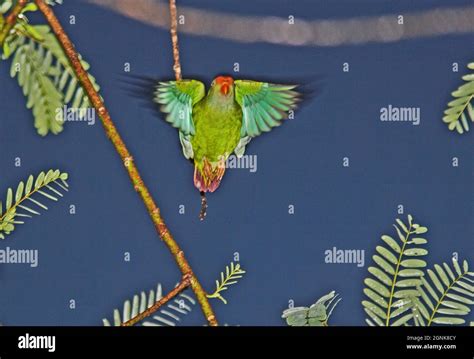 Sri Lanka Hanging Parrot Loriculus Beryllinus Hi Res Stock Photography