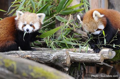 Photos Des Pandas Roux Du Parc Animalier Sainte Croix à Rhodes