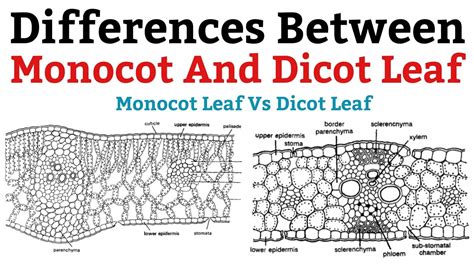 Monocot Leaf And Dicot Leaf Differences Between Monocot And Dicot
