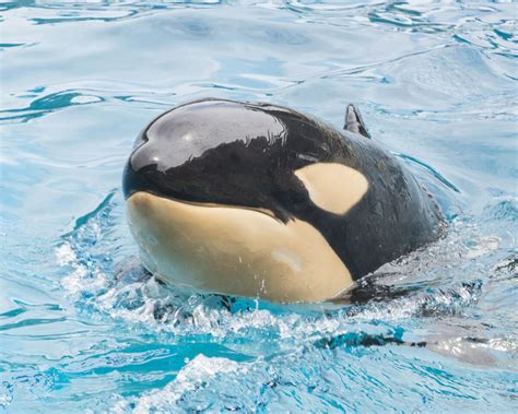 Amaya A 6 Year Old Killer Whale Dies Suddenly At Seaworld San Diego