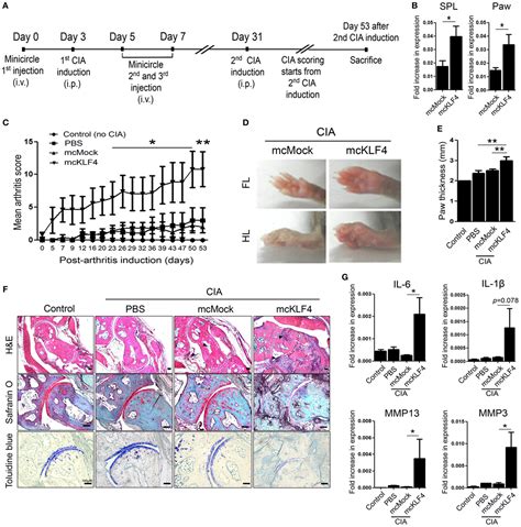 Frontiers Kruppel Like Factor 4 Positively Regulates Autoimmune