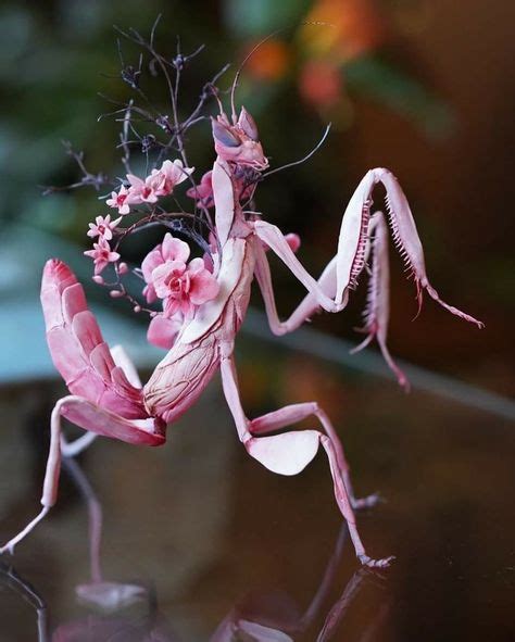 130 Praying Mantis Ideas Praying Mantis Beautiful Bugs Bugs And Insects