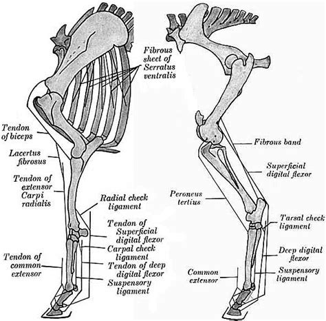 Horse Limb Anatomy