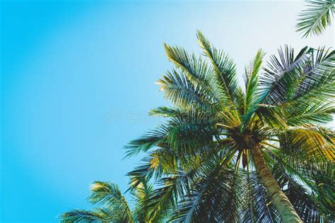 Coconut Palm Tree With Blue Sky Stock Image Image Of Blue Relax