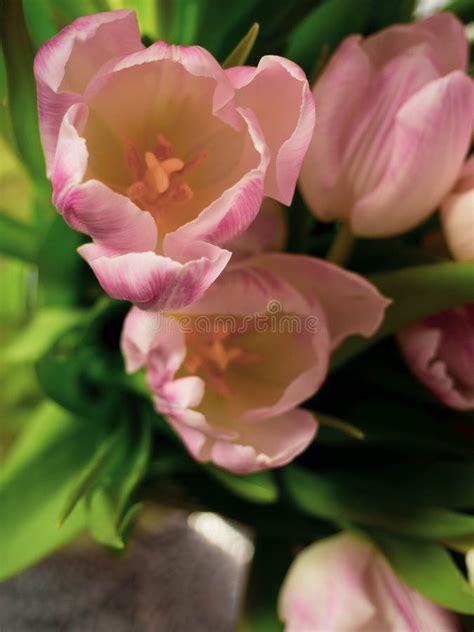Blurred Spring Tulips Happy Mothers Day Romantic Still Life Fresh