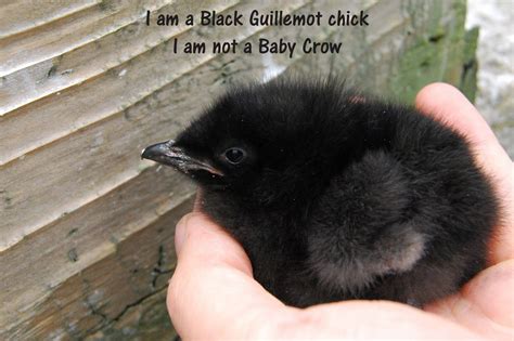 Fluffy Baby Crow