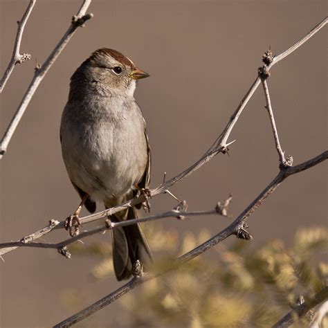 Female White Crowned Sparrow Zonotrichia Leucophrys Flickr
