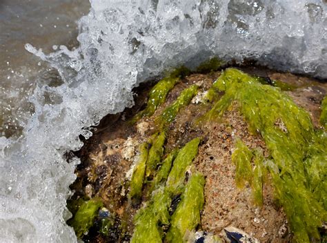 Splashy Green Seaweed By Kittenkiss On Deviantart