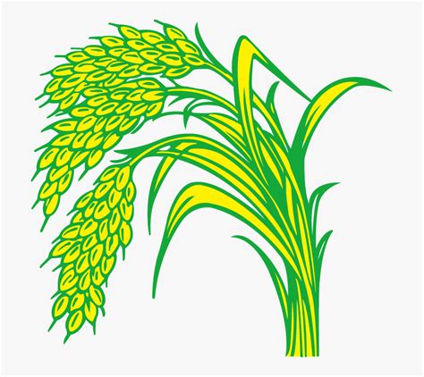 Rice Field Drawing Rice Plant Clipart Png Transparent Png