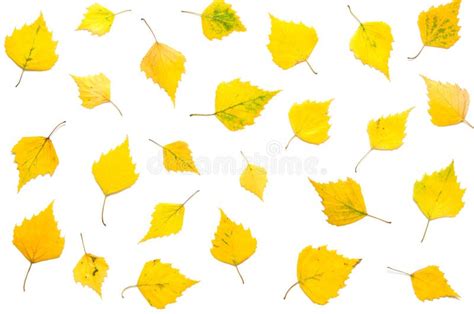 Pattern Of Yellow Autumn Leaves Isolated On White Stock Image Image