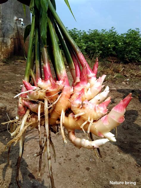 How To Grow Ginger In A Pot Growing Ginger Root Harvest Ginger Root