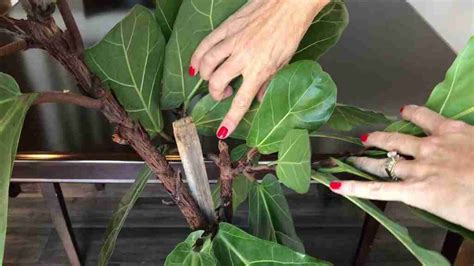 Propagate Fiddle Leaf Fig Ficus Lyrata Care Moody Blooms