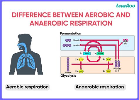 Differentiate Between Aerobic And Anaerobic Respiration