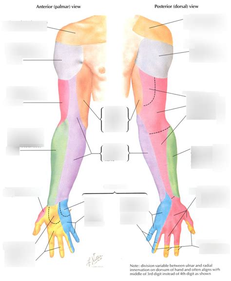 General Dermatomes Myotomes Of The Upper Limb Diagram Quizlet The