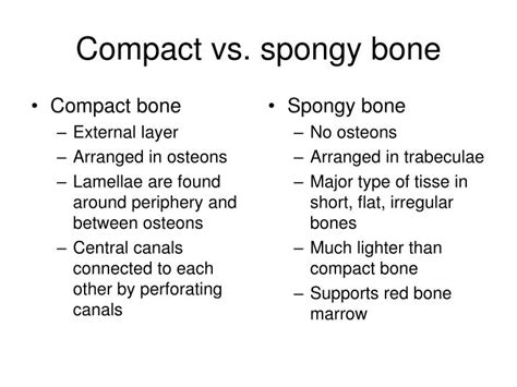 Compact Bone Define Anatomy
