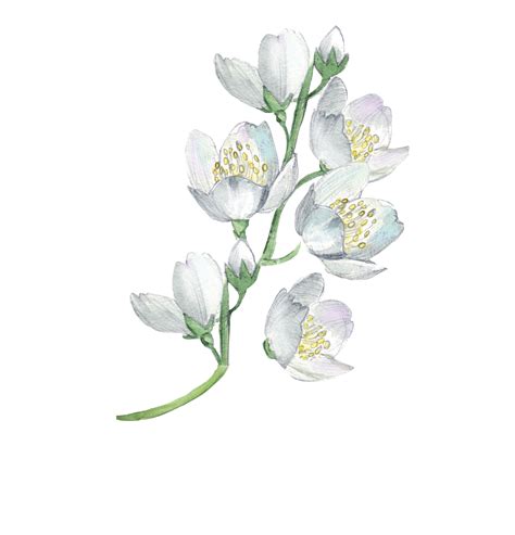 White Flowers Watercolor Painting Flower Floral Design Illustration