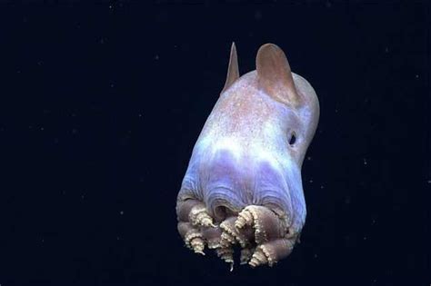 Babamail 24 Utterly Bizarre Sea Creatures