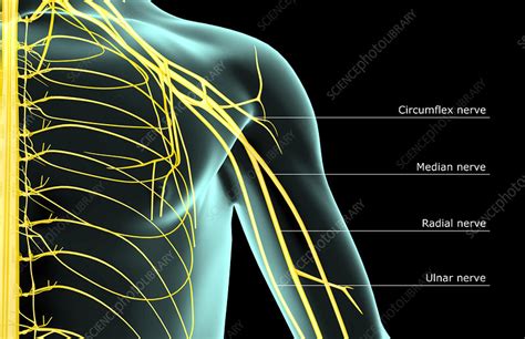 The Nerves Of The Shoulder Stock Image F0014115 Science Photo