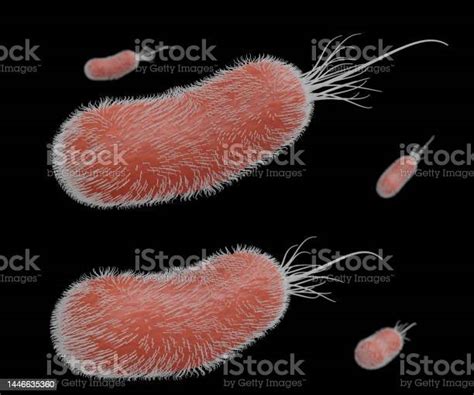 Isolated Pseudomonas Aeruginosa Bacterial Cells Stock Photo Download
