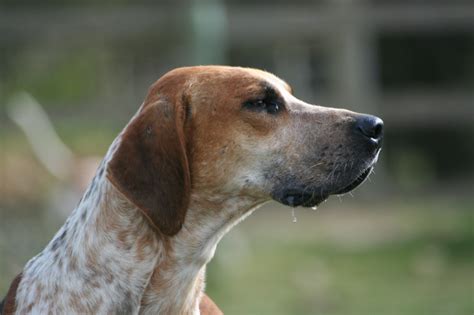 English Foxhound Dog Breed Information All About Dogs