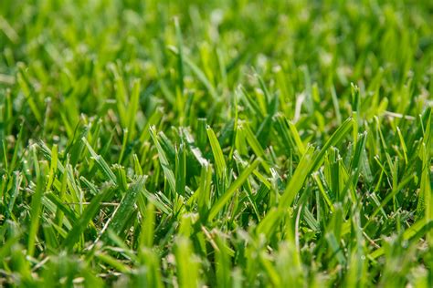 What does grass need to survive? Meyer Z-52 Zoysia - McCurdy Sod Farm