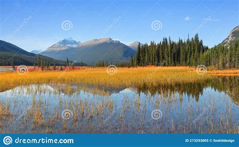 Trees And Plants Reflection In Lake At Banff National Park Stock Image