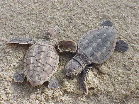 Photo Of The Week Loggerhead Sea Turtle Hatchlings At Back Bay