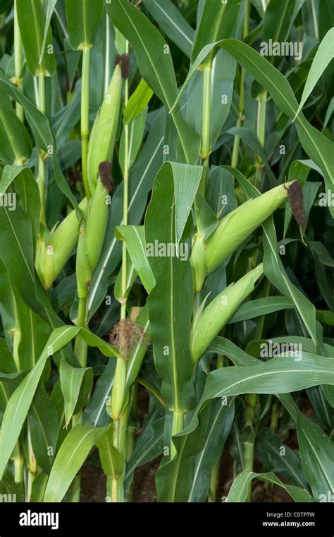 Maize Corn Zea Mays Plants With Cobs Stock Photo Alamy