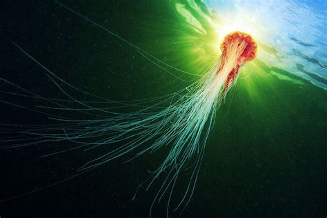 Cyanea Capillata Jellyfish Photography Underwater Photography