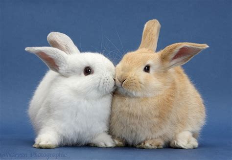 White Rabbit And Sandy Rabbit Kissing On Blue Background Photo Wp38982