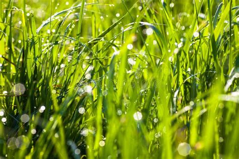 Dew Drops On The Green Grass Stock Image Image Of Grassy Leaf 41198637