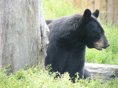 Bear In Alaska Black Bear Bear Landscape Photographers