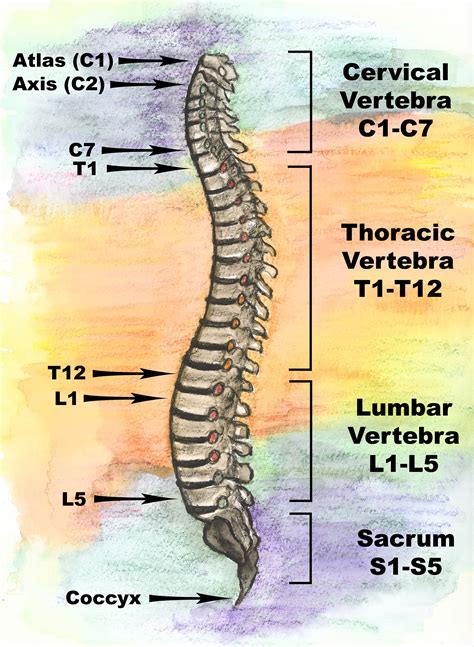 Skull with back bone labelled. Back Bones Diagram : Back Bones Structure Bone Structure ...