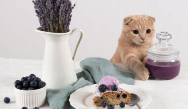 Cats can not only eat yogurt, it's encouraged! Can Cats Eat Ice Cream? - Petsoid