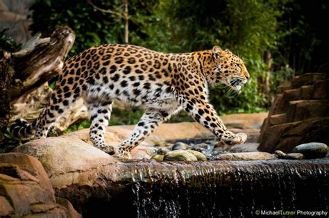 The Endangered Amur Leopard Panthera Pardus Orientalis Photo By Michael