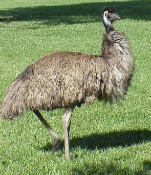 Also emu electromagnetic unit 2. Emu | Bird Info & Photos 2012 | The Wildlife