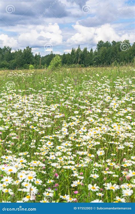 Bright Summer Day On The Flowered Camomile Meadow Stock Image Image
