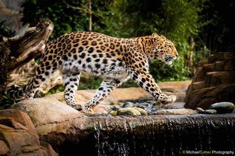 The Endangered Amur Leopard Panthera Pardus Orientalis 3345x2222