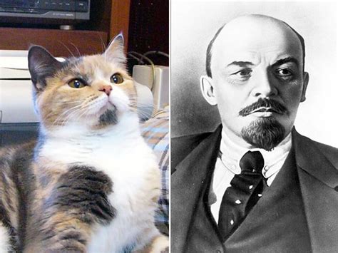 Cats That Look Like Celebrities 17 Pics