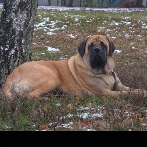 16 Amazing Facts About English Mastiffs You Might Not Know Page 5 Of